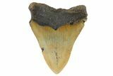Bargain, Fossil Megalodon Tooth - North Carolina #186576-1